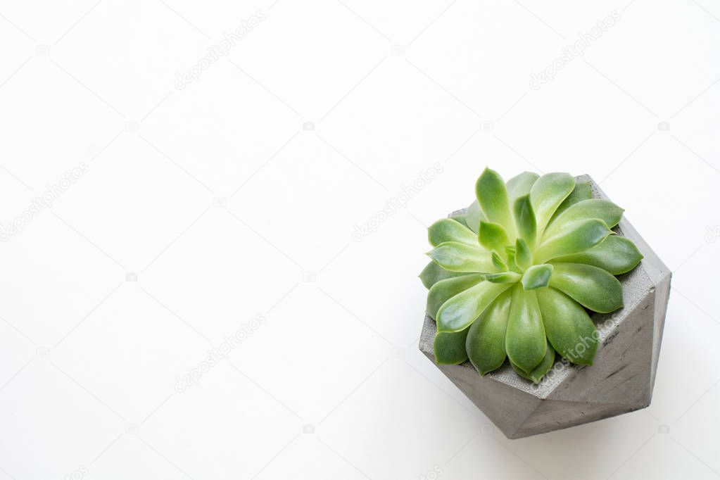 Succulent in concrete plant pot on white background