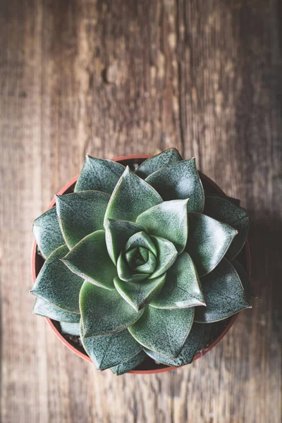 Etli bitki taş gül