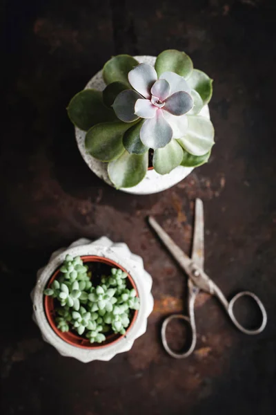 Succulents in concrete plant pot and old scissors on rusty background.