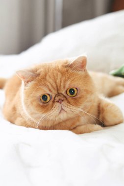 Oyun oynayan zencefil egzotik Farsça kedi