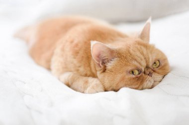 Şirin Farsça kedi yatakta döşeme
