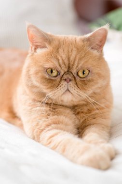 Egzotik Farsça kedi kameraya seyir