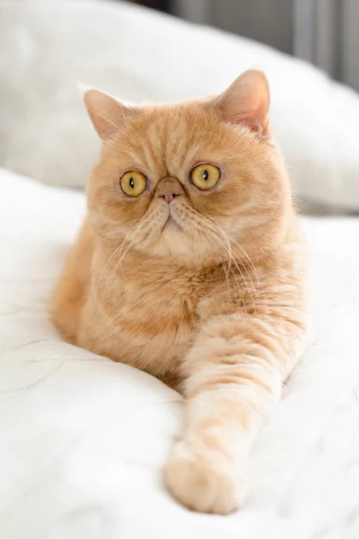 Lindo gato persa acostado en la cama — Foto de Stock