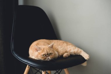 Siyah deri sandalyede döşeme egzotik stenografi kedi