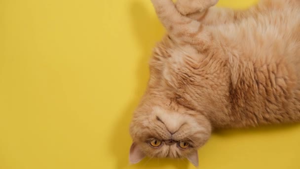 Рыжий Экзотический Персидский Кот Играет Жёлтом Фоне Игривый Персидский Кот — стоковое видео