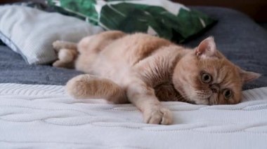 İran kedisi yatakta oynuyor. Komik egzotik kısa hava kızıl kedi