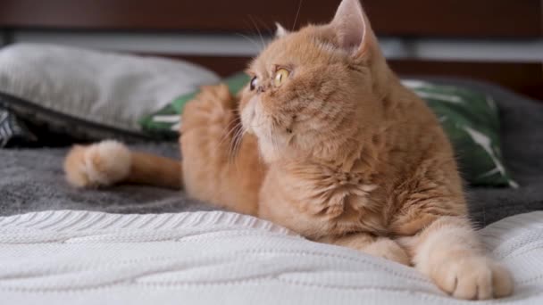 Ginger Persian Cat Laying Couch Big Beautiful Curious Eyes — Stock Video