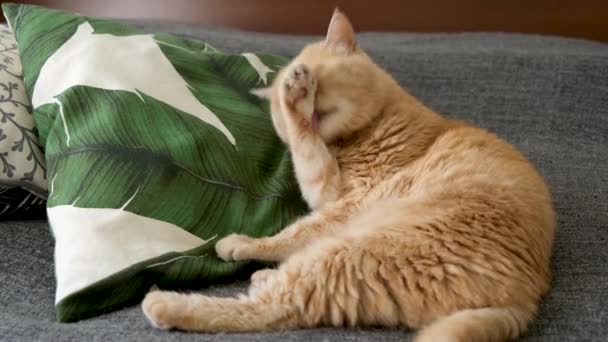 Gato Persa Lamiendo Patas Lavando Cara Aseo Gato Mismo — Vídeos de Stock