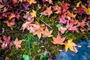 Ağaçlardan düşen çeşitli Momiji yaprakları. Doğa Arkaplanı. Ağacın altındaki bölgeyi akçaağaç çiçekleriyle güzelleştir..