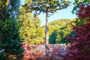 Ormanın ortasında duran büyük ağaç. Doğa Arkaplanı.