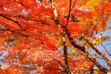 Japonya 'da yapraklar renk değiştiriyor. Hem yeşil, hem sarı hem de kırmızı renkler eski turistlerin izlemesi için çiçek açıyor..