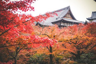 Japonya 'da yapraklar renk değiştiriyor. Hem yeşil, hem sarı hem de kırmızı renkler eski turistlerin izlemesi için çiçek açıyor..