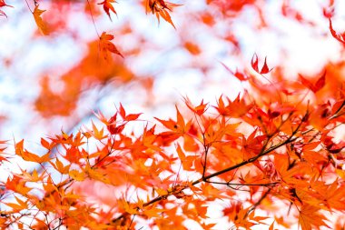 Japonya 'da yapraklar renk değiştiriyor. Hem yeşil, hem sarı hem de kırmızı renkler eski turistlerin izlemesi için çiçek açıyor. Doğa Arkaplanı.