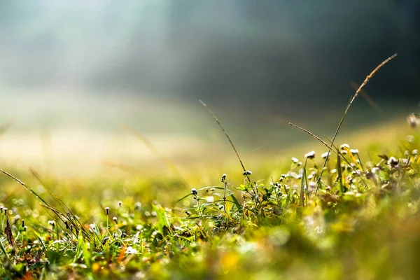 Small trees and shimmering sunlight along the soil in the morning.