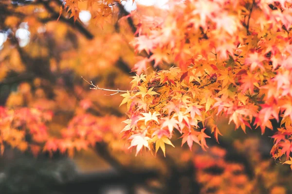 Leaves changing colors in Japan There are both green, yellow and red that are flowering for the past tourists to watch, Japan.