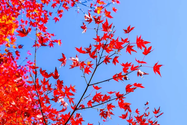 红枫花盛开 十分优雅 自然背景 — 图库照片