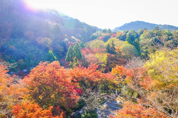 Listy Měnící Barvy Japonsku Tam Jsou Oba Zelené Žluté Červené — Stock fotografie