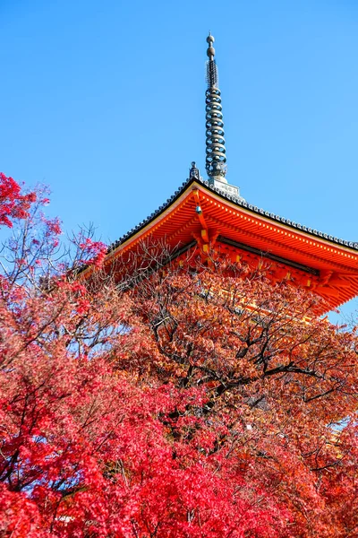 Feuilles Changeant Couleur Japon Fois Vert Jaune Rouge Qui Fleurissent — Photo