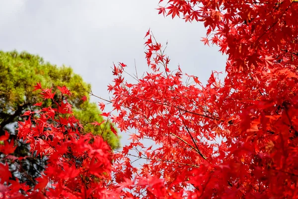 The color of the full red leaves Contrast with the color of the sky.