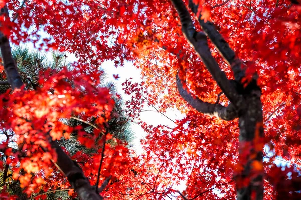 Feuilles Changeant Couleur Japon Fois Vert Jaune Rouge Qui Fleurissent — Photo