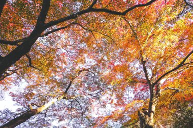 Japonya 'da yapraklar renk değiştiriyor. Hem yeşil, hem sarı hem de kırmızı renkler eski turistlerin izlemesi için çiçek açıyor..
