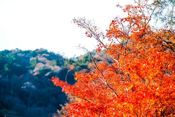 在日本 有绿色 黄色和红色这三种颜色都在盛开 供过去的游客观赏 — 图库照片