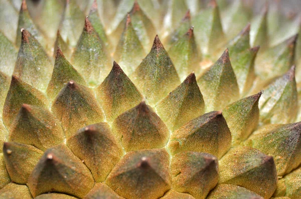 Sharp durian fruit skin detail