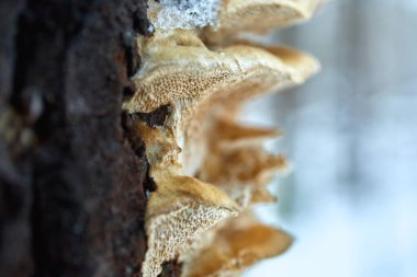 Makro karlı portakal ağacı mantarları.