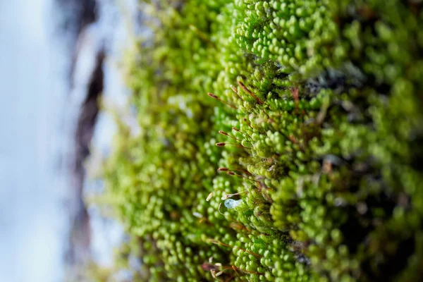 Groen Sappig Mos Met Dauwdruppels Bloeiend Deel — Stockfoto