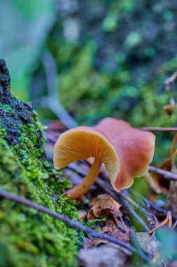Taşlar ve yosunlar arasında ilginç bir şapkası olan küçük bir mantar.