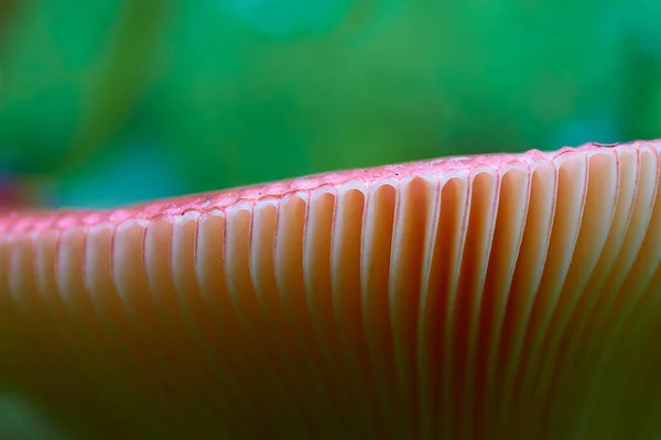 Red Mushroom Hat Macro Mode Clear Hat Structure — Stock Photo, Image