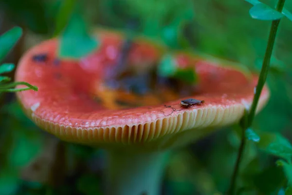 Red Mushroom Macro Mode Grass Beautiful Hat — Stok Foto