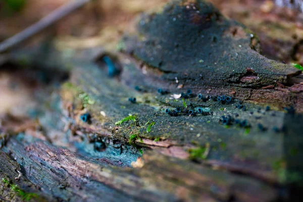 Rotting tree structure with lots of colorful spores