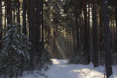 Kış ormanında, karla kaplı bir yolda ışık huzmeleri