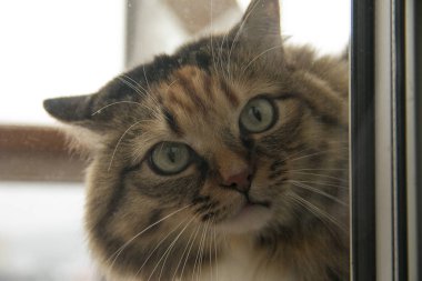 Kedi pencereden odaya bakar.