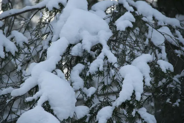 Die Ausladenden Zweige Der Taiga Zedern Sind Mit Schnee Bedeckt — Stockfoto