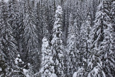 karla kaplı iğne yapraklı orman Üstten Görünüm