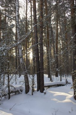 Güneş ışığı Sibirya çam ağaçlarının taçlarından içeri girer, karları ve devrilmiş ağaçları aydınlatır.