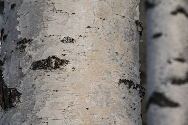 Tronchi Betulla Nel Parco Corteccia Bianca Alberi Nodi Consistenza Del — Foto Stock