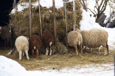 Genç koyun samanlıkta duruyor.