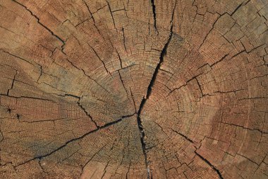 Kalın bir kütük kes - ahşap doku, çatlaklar ve yıllık halkalar.