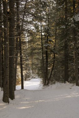 Ilık bahar güneşinin ışınlarıyla aydınlatılan, karlı bir ormanda yuvarlanmış bir yol. Yürüyüş ve kayak pisti.