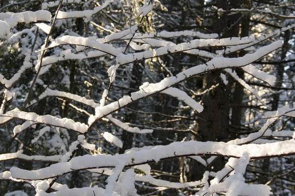 Die Verflechtung Von Zweigen Frühlingswald Schnee Liegt Auf Dünnen Ästen — Stockfoto