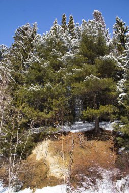 Dik bir uçurumun tepesinde büyüyen karla kaplı tayga. Ağaçların kökleri ve güneşte eriyen karlar görülebilir..