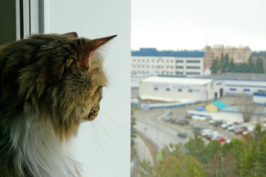 Kedi pencere pervazında oturur ve çok katlı bir binanın yüksekliğinden pencereden dışarı bakar..