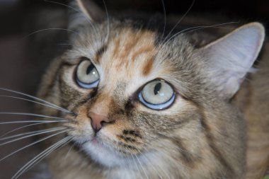 Evcil hayvan portresi. Kedi büyük anlamlı gözlerle yukarı bakar..