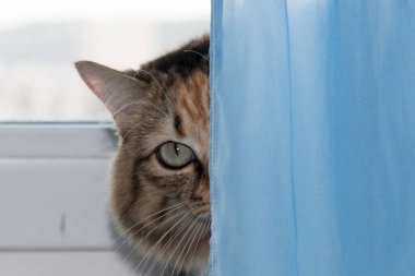 Kedi mavi bir perdenin arkasına saklandı ve insanları gözetledi.