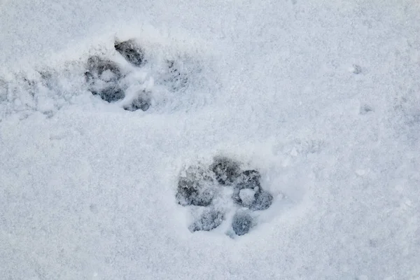 Die Fußabdrücke Eines Großen Hundes Waren Eindeutig Schnee Eingeprägt Ein — Stockfoto