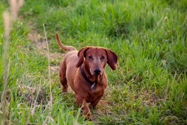 Yakalı genç bir dachshund yeşil çimenlerin arasında bir yol boyunca koşar. Evcil hayvan.