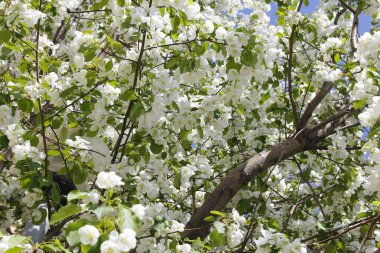 Elma ağacı baharın sıcağıyla büyük güzel çiçeklerle karşılaştı. Beyaz buketler her dalı süslüyor.